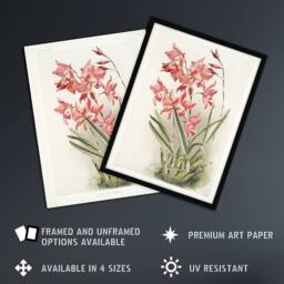 Artery8 Frederick Sander Laelia Gouldiana Orchid Flowers Framed Wall Art Print - Size: A4 - thumbnail 2