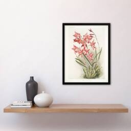 Artery8 Frederick Sander Laelia Gouldiana Orchid Flowers Framed Wall Art Print - Size: A4 - thumbnail 4