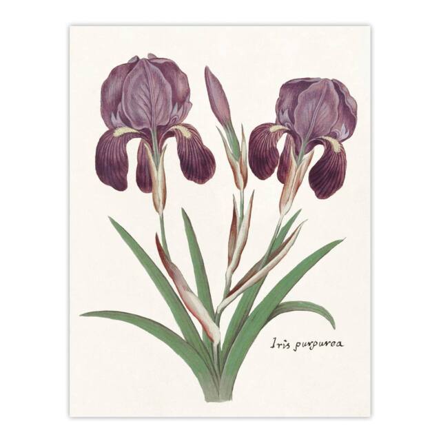 "Artery8 Purple iris germanica Anselmus de Boodt Wall Art Poster Print in White - Size: W12"" x H16""" - image 1