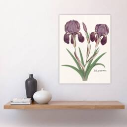 "Artery8 Purple iris germanica Anselmus de Boodt Wall Art Poster Print in White - Size: W12"" x H16""" - thumbnail 4
