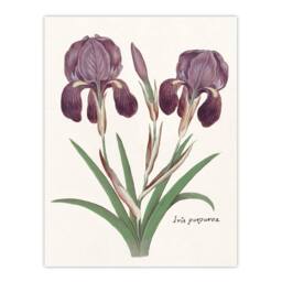 "Artery8 Purple iris germanica Anselmus de Boodt Wall Art Poster Print in White - Size: W12"" x H16""" - thumbnail 1