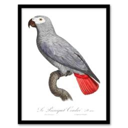 Artery8 Psittacus Erithacus Grey Parrot Levaillant Framed Wall Art Print in White - Size: A4 - thumbnail 1
