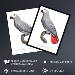 Artery8 Psittacus Erithacus Grey Parrot Levaillant Framed Wall Art Print in White - Size: A4 - thumbnail 2