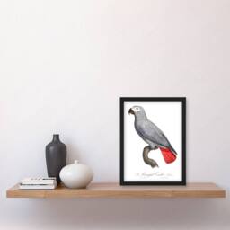 Artery8 Psittacus Erithacus Grey Parrot Levaillant Framed Wall Art Print in White - Size: A4 - thumbnail 4