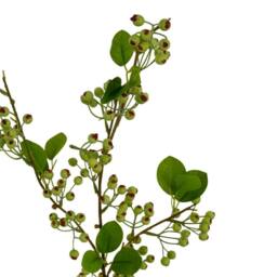 Lemon Pavilion Furniture and Decor Mossberry Large Branch Artificial Flower - L25 x W25 x H118 cm - Green - thumbnail 3