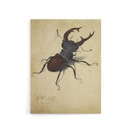 "Artery8 Stag Beetle Nature Study Albrecht Durer Canvas Wall Art Print in Beige - Size: W18"" x H24""" - thumbnail 1