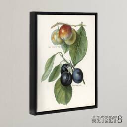 "Artery8 Vintage Illustration of Two Plum Varieties Wright Framed Canvas Art in White - Size: W12"" x H16""" - thumbnail 2