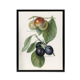 "Artery8 Vintage Illustration of Two Plum Varieties Wright Framed Canvas Art in White - Size: W12"" x H16""" - thumbnail 1
