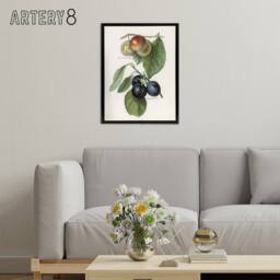 "Artery8 Vintage Illustration of Two Plum Varieties Wright Framed Canvas Art in White - Size: W12"" x H16""" - thumbnail 3