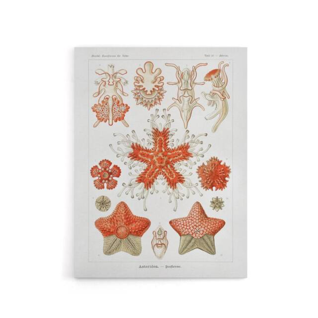 "Artery8 Asteroidea Starfish Sea ocean Haeckel Botanical Canvas Wall Art in White - Size: W18"" x H24""" - image 1