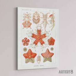 "Artery8 Asteroidea Starfish Sea ocean Haeckel Botanical Canvas Wall Art in White - Size: W18"" x H24""" - thumbnail 2