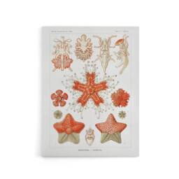 "Artery8 Asteroidea Starfish Sea ocean Haeckel Botanical Canvas Wall Art in White - Size: W18"" x H24""" - thumbnail 1