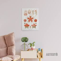 "Artery8 Asteroidea Starfish Sea ocean Haeckel Botanical Canvas Wall Art in White - Size: W18"" x H24""" - thumbnail 3