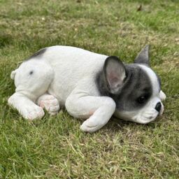 Animal Crackers Realistic Black & White Laying French Bulldog Figurine Decoration Or Memorial - thumbnail 5