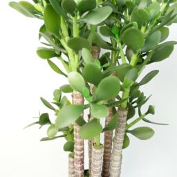 Leaf Faux Deluxe 75cm Artificial Green Jade Plant - thumbnail 5