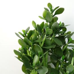 Leaf Faux Deluxe 75cm Artificial Green Jade Plant - thumbnail 3