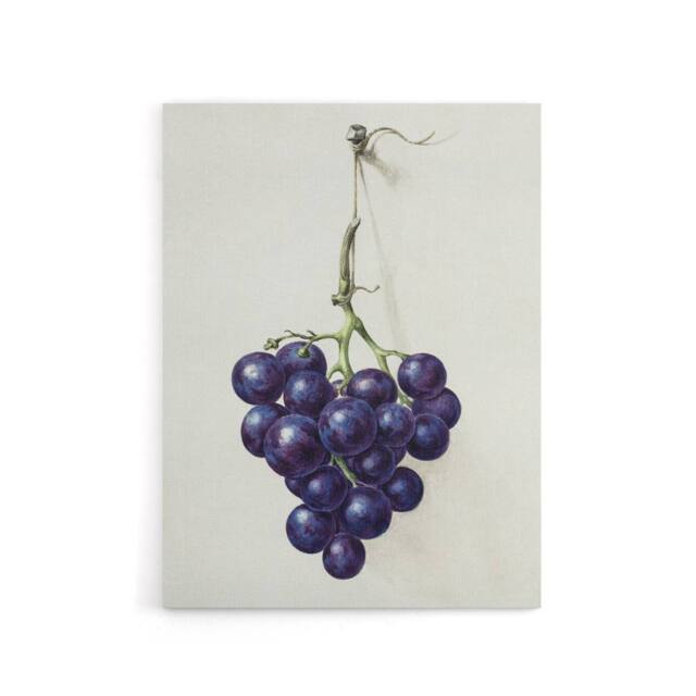 "Artery8 Bunch of Blue Grapes Oil Jean Bernard Vintage Canvas Wall Art in White - Size: W18"" x H24""" - image 1