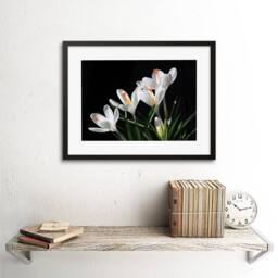 "Artery8 Snowdrops Flowers Open Bloom Spring Home Decor 12x16"" Framed Art Print in Black - Size: W12"" x H16""" - thumbnail 2