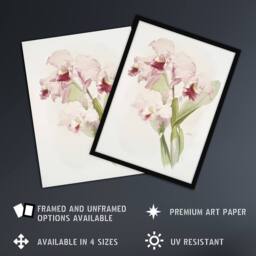 Artery8 Frederick Sander Cattleya labiata Orchid Flowers Framed Wall Art Print - Size: A4 - thumbnail 2