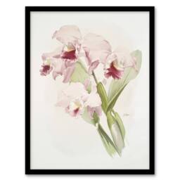 Artery8 Frederick Sander Cattleya labiata Orchid Flowers Framed Wall Art Print - Size: A4 - thumbnail 1