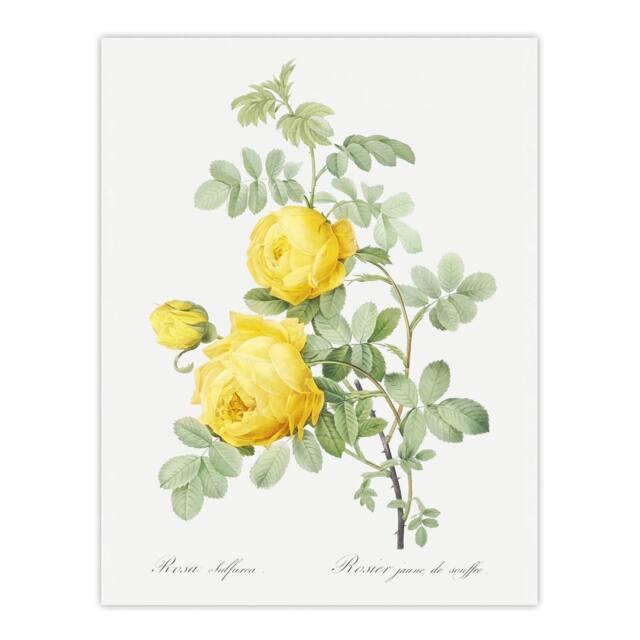 "Artery8 Yellow Rose Botanical Redoute Vintage Wall Art Print Poster in White - Size: W12"" x H16""" - image 1