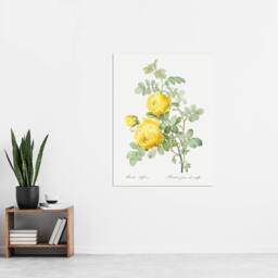 "Artery8 Yellow Rose Botanical Redoute Vintage Wall Art Print Poster in White - Size: W12"" x H16""" - thumbnail 4