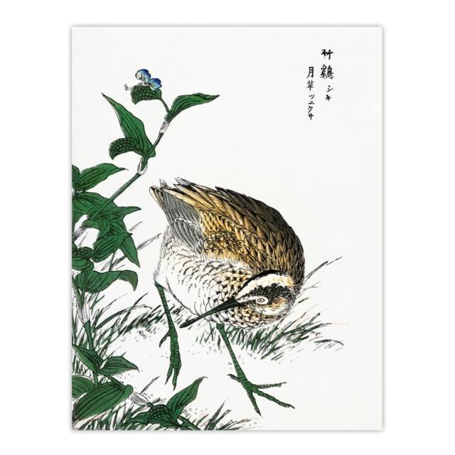 "Artery8 Greenshank & Bupleurum Japanese Vintage Wall Art Print Kashu - Size: W12"" x H16""" - image 1