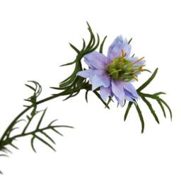 Lemon Pavilion Furniture and Decor The Natural Garden Collection Nigella Love In A Mist - Purple - thumbnail 2