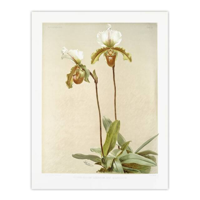 "Artery8 F Sander Cypripedium Leeanum Var Giganteum Orchid Wall Art Print - Size: W12"" x H16""" - image 1