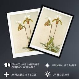 "Artery8 F Sander Cypripedium Leeanum Var Giganteum Orchid Wall Art Print - Size: W12"" x H16""" - thumbnail 2