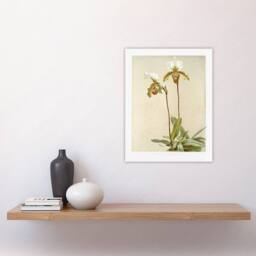 "Artery8 F Sander Cypripedium Leeanum Var Giganteum Orchid Wall Art Print - Size: W12"" x H16""" - thumbnail 4