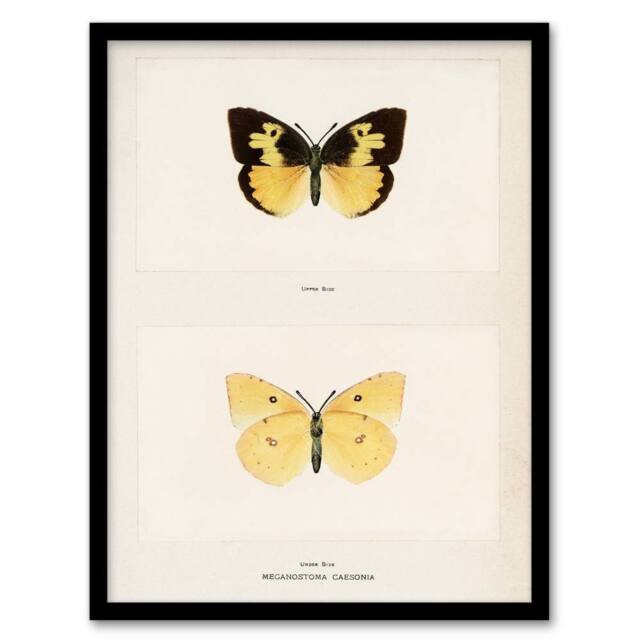 Artery8 Sherman Denton Framed Wall Art Print Southern Dogface Butterfly in White - Size: A4 - image 1