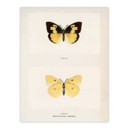 Artery8 Sherman Denton Framed Wall Art Print Southern Dogface Butterfly in White - Size: A4 - thumbnail 3