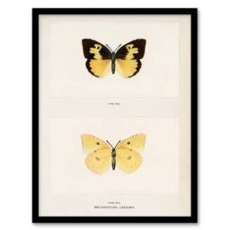 Artery8 Sherman Denton Framed Wall Art Print Southern Dogface Butterfly in White - Size: A4 - thumbnail 1