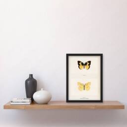 Artery8 Sherman Denton Framed Wall Art Print Southern Dogface Butterfly in White - Size: A4 - thumbnail 2