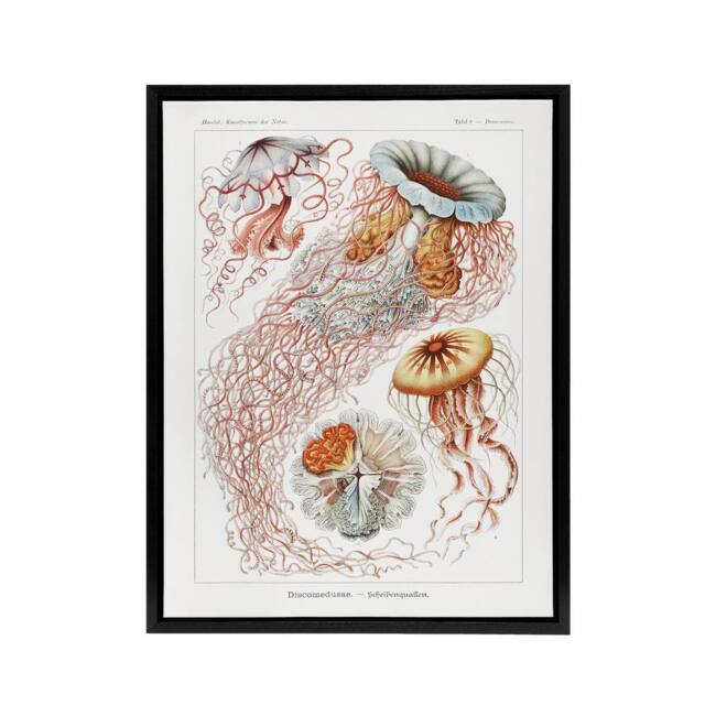"Artery8 Lion's Mane Jellyfish Haeckel Botanical Black Framed Canvas Wall Art in White - Size: W12"" x H16""" - image 1