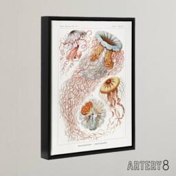 "Artery8 Lion's Mane Jellyfish Haeckel Botanical Black Framed Canvas Wall Art in White - Size: W12"" x H16""" - thumbnail 2