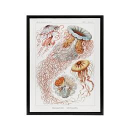 "Artery8 Lion's Mane Jellyfish Haeckel Botanical Black Framed Canvas Wall Art in White - Size: W12"" x H16""" - thumbnail 1