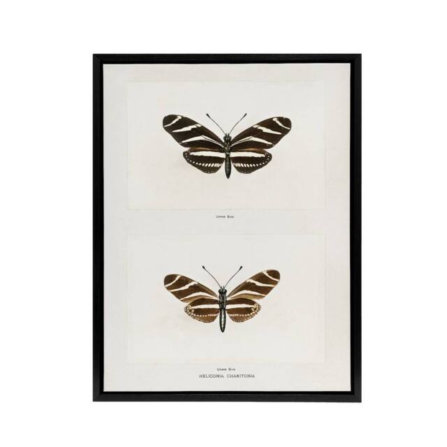 "Artery8 Zebra Longwing Butterfly Sherman Denton Framed Canvas Wall Art Print in White - Size: W12"" x H16""" - image 1