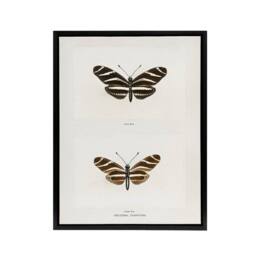 "Artery8 Zebra Longwing Butterfly Sherman Denton Framed Canvas Wall Art Print in White - Size: W12"" x H16""" - thumbnail 1