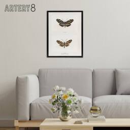 "Artery8 Zebra Longwing Butterfly Sherman Denton Framed Canvas Wall Art Print in White - Size: W12"" x H16""" - thumbnail 3
