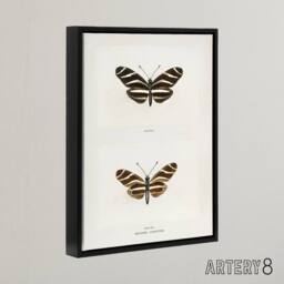 "Artery8 Zebra Longwing Butterfly Sherman Denton Framed Canvas Wall Art Print in White - Size: W12"" x H16""" - thumbnail 2