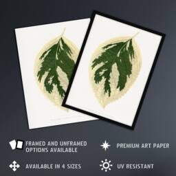 Artery8 AF Lydon B Fawcett Hydrangea Japonica Variegata Leaf Framed Art Print in White - Size: A4 - thumbnail 2