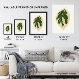 Artery8 AF Lydon B Fawcett Hydrangea Japonica Variegata Leaf Framed Art Print in White - Size: A4 - thumbnail 3