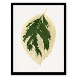 Artery8 AF Lydon B Fawcett Hydrangea Japonica Variegata Leaf Framed Art Print in White - Size: A4 - thumbnail 1