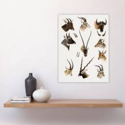 "Artery8 Bovidae Animals Vintage Illustration Lydekker Wall Art Poster Print in White - Size: W18"" x H24""" - thumbnail 4