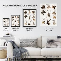 "Artery8 Bovidae Animals Vintage Illustration Lydekker Wall Art Poster Print in White - Size: W18"" x H24""" - thumbnail 3