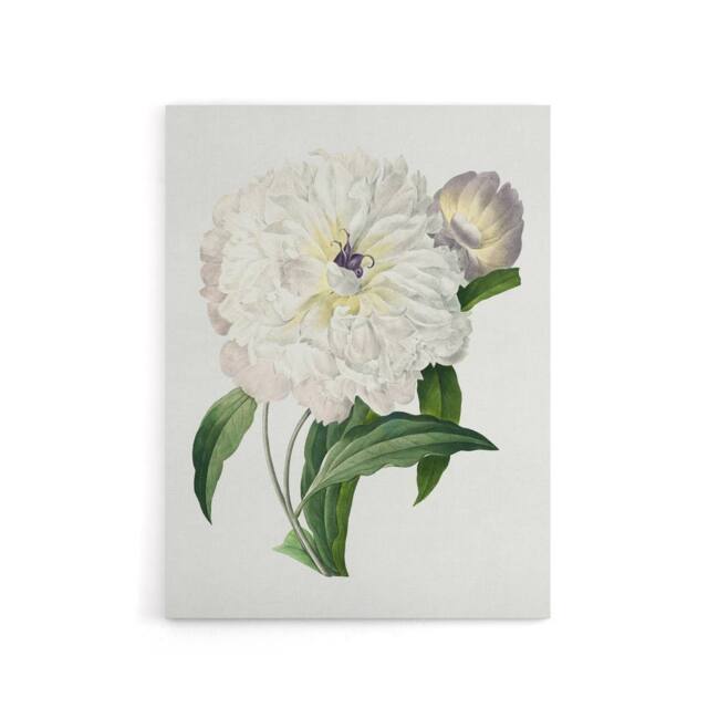 "Artery8 Peony Flower Illustration Redoute Vintage Canvas Wall Art in White - Size: W18"" x H24""" - image 1