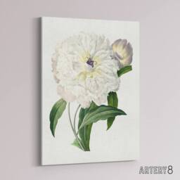 "Artery8 Peony Flower Illustration Redoute Vintage Canvas Wall Art in White - Size: W18"" x H24""" - thumbnail 2