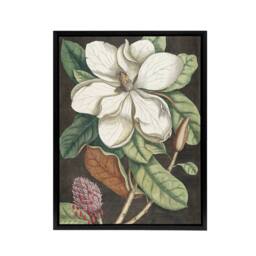 "Artery8 Altissima Flower Laurel Tree Magnolia Catesby Framed Canvas Wall Art - Size: W12"" x H16""" - thumbnail 1